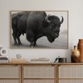 American Bison