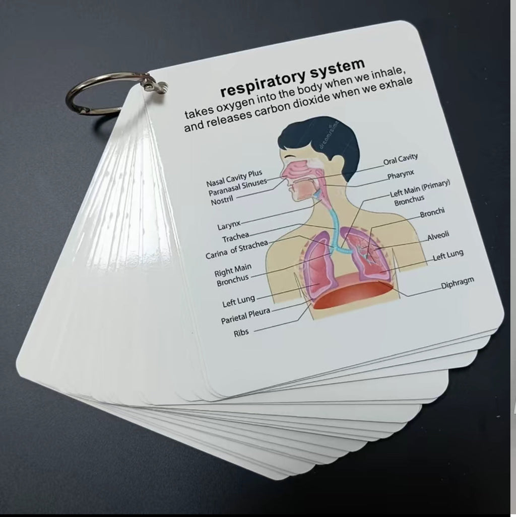 AnatoLearn Flash Cards
