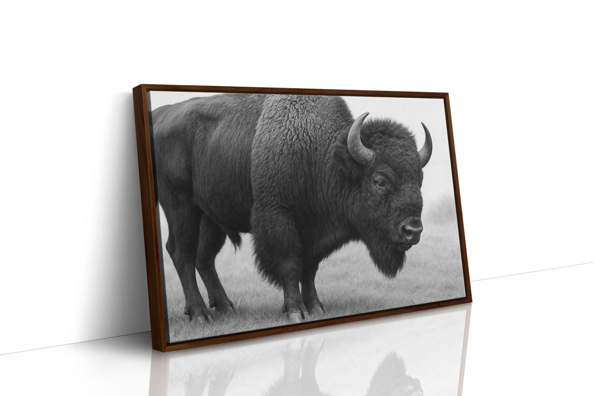 American Bison