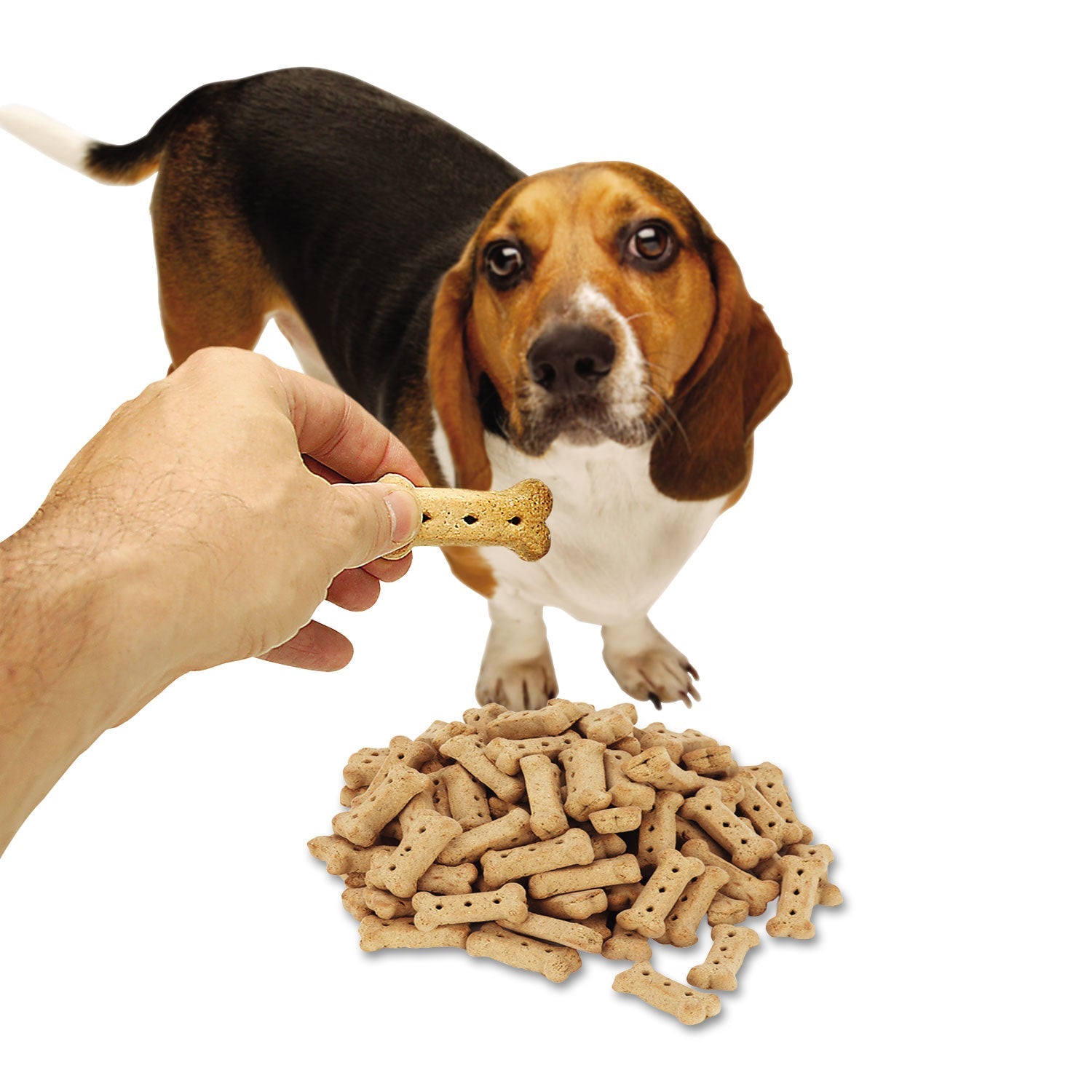 Office Snax Doggie Biscuits, 10 lb Box