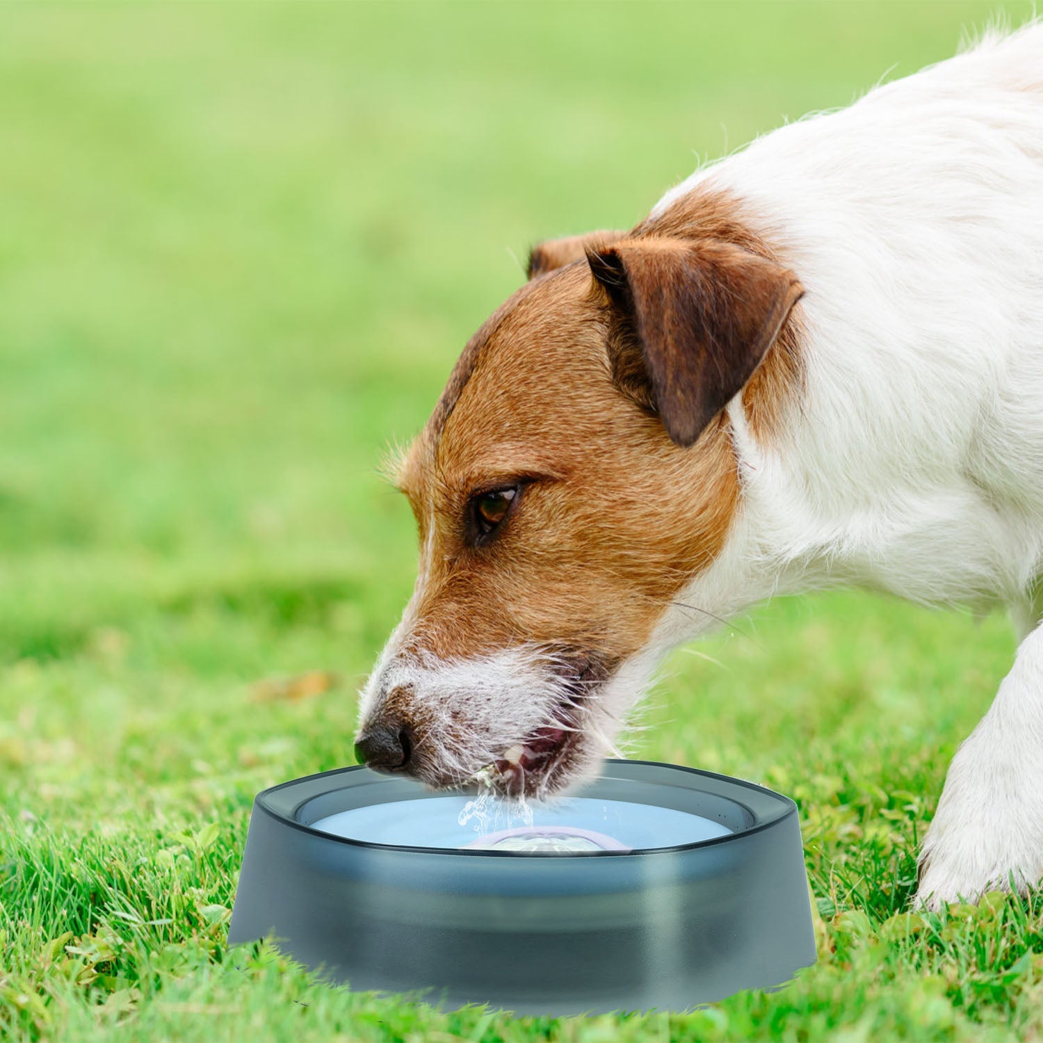 GBruno No Spill Dog Cat Water Bowl