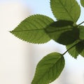 Eucalyptus Mint (SS) 5%