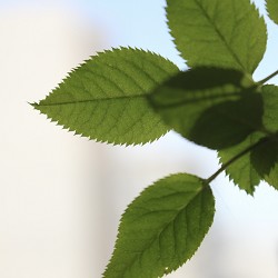 Eucalyptus Mint (Scented Beads)