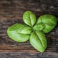 Basil (Scented Beads)