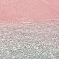 Pink Coconut Calypso (SS) 2%