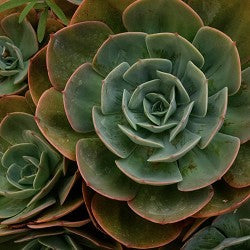 Cactus Sandalwood