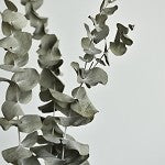 Eucalyptus (Scented Beads)