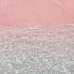 Pink Coconut Calypso (SS) 2%