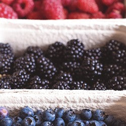 Manilla Berry (SS) 12%