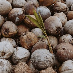 Chap My Coconuts (Scented Beads)