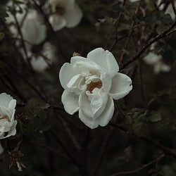 Gardenia (Scented Beads)