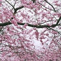 Japanese Cherry Blossom (SS) 5%