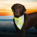 Trixie High-Visibility Dog Bandana Neon Green S-M 29-42cm